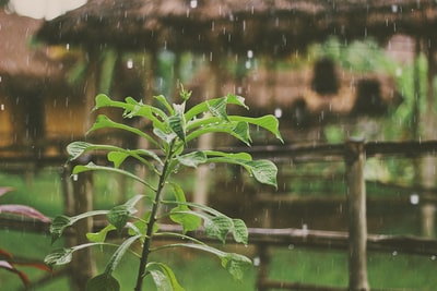 绿色植物